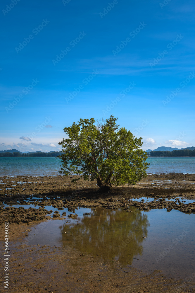 Tropical tree (Barringtonia asiatica) on a rocky beach in Ko Lanta,Thailand.