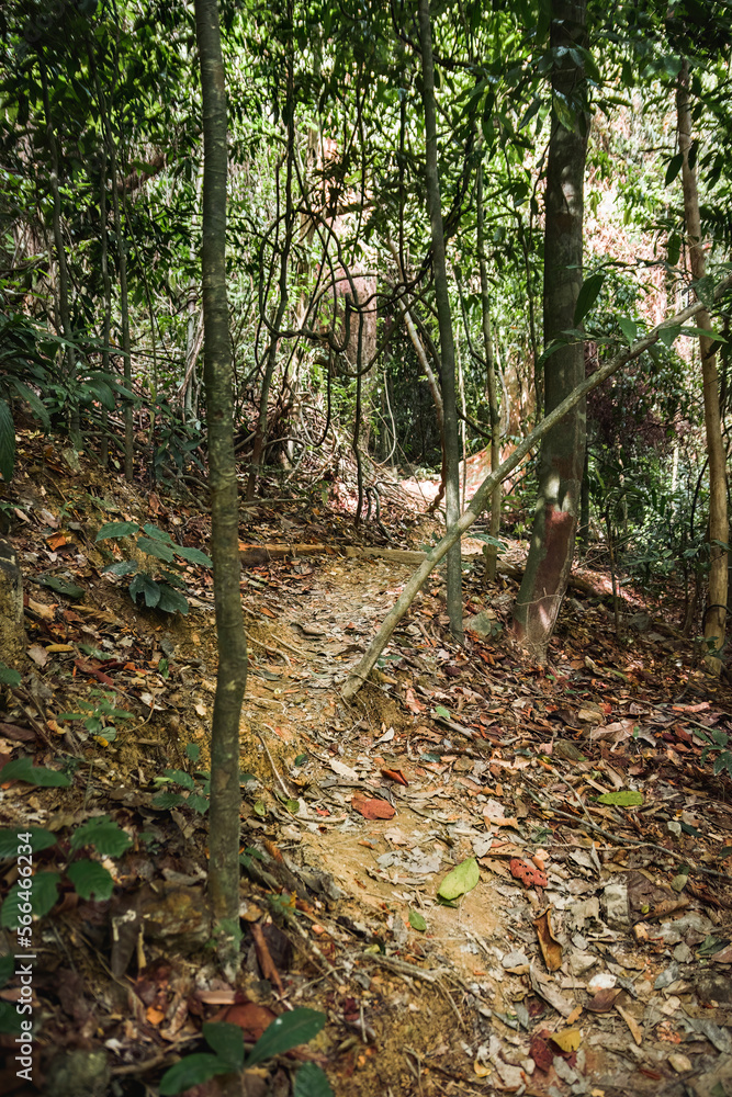 Path through green jungle in Mu Ko Lanta National Park. Ko Lanta, Thailand.