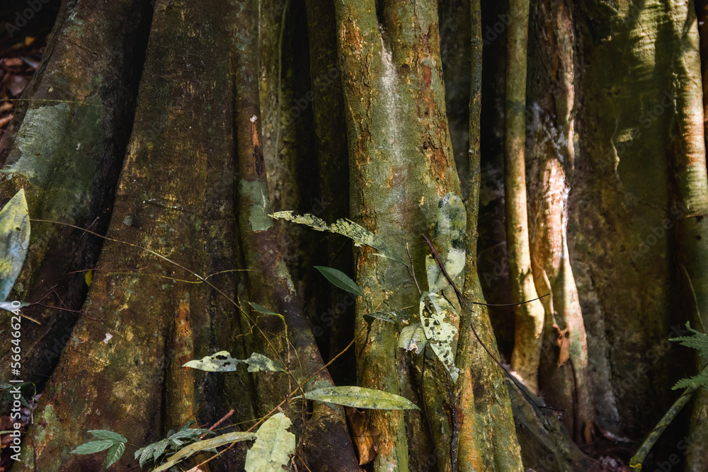 Green tropical rainforest tree trunk close up from Lanta Island in Thailand Green tropical rainforest tree trunk close up from Lanta Island in Thailand