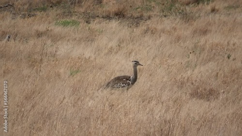 Denham's bustard in field, South Africa
Kruger National Park, South Africa, 2022 
 photo