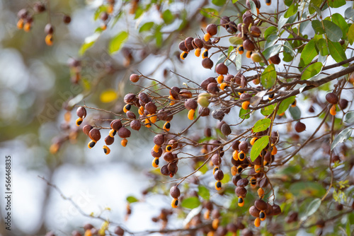 Branch of copaíba (Copaifera langsdorffii) with green leaves and mature fruits showing its orange aryl. Used in traditional medicine for many diseases