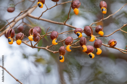 Branch of copaíba (Copaifera langsdorffii) with green leaves and mature fruits showing its orange aryl. Used in traditional medicine for many diseases