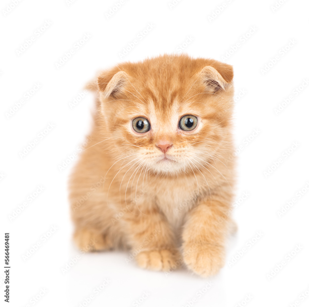 Fototapeta premium Ginger kitten standing in front view and looking at camera. isolated on white background