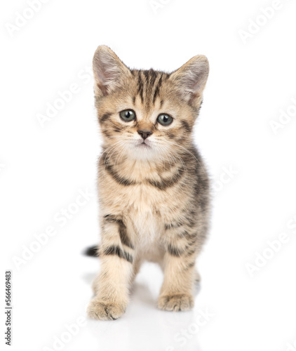 Cute kitten standing in front view and looking at camera. isolated on white background