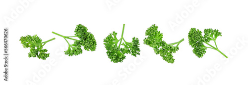 Fresh parsley leaves isolated on transparent background. PNG
