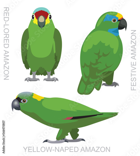 Cute Bird Festive Amazon Parrots Set Cartoon Vector
