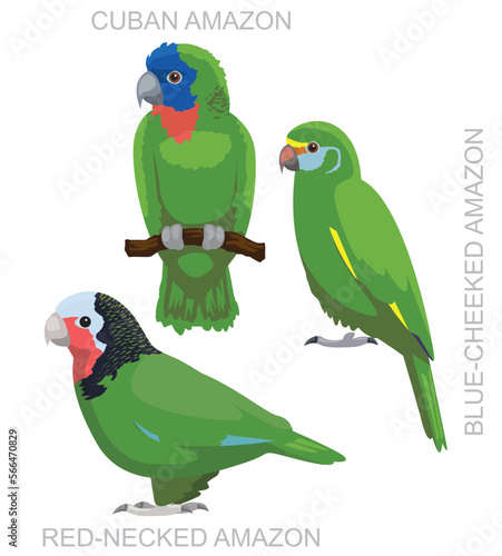 Cute Bird Cuban Amazon Parrots Set Cartoon Vector
