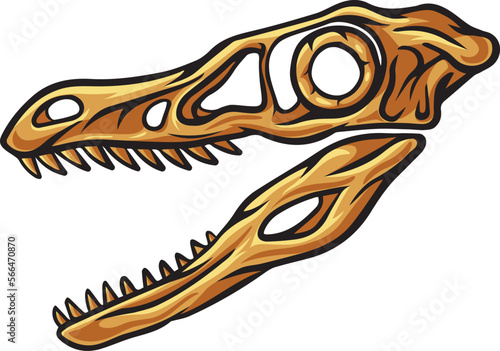 Velociraptor dinosaur skull fossil #566470870