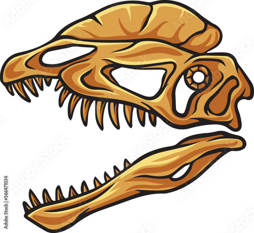 Dilophosaurus dinosaur skull fossil #566471034
