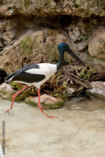 this is a side view of a black necked stork wading in water