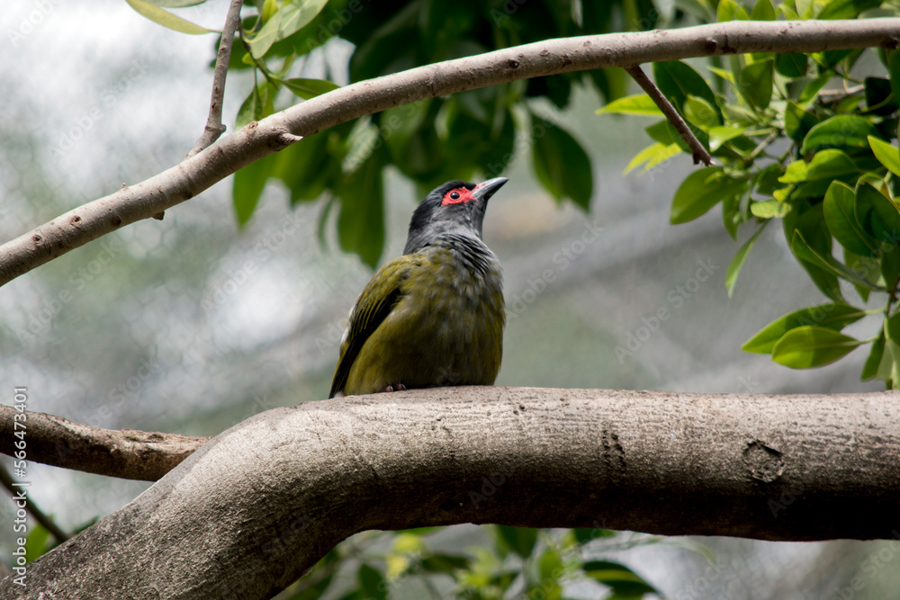 the male figbird is resting in a tree the male figbird is resting in a tree