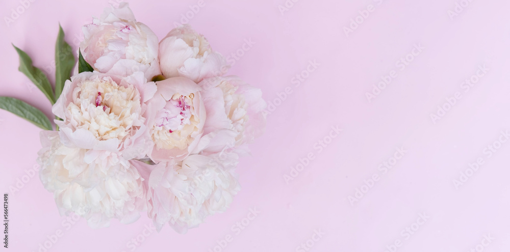 Beautiful garden peony flowers bouquet on pink background. Top view flat lay with space for your holiday greetings