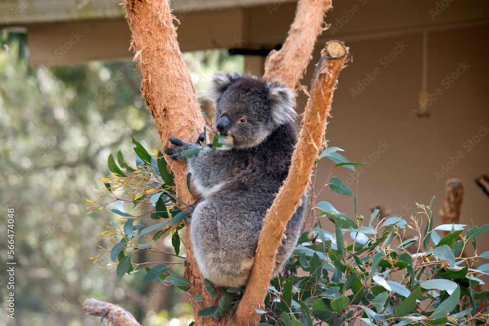Fototapeta premium the koala is a grey marsupial with white fluffy ears and a large nose that climbs trees