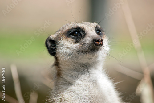 this is a close up of a meerkat © susan flashman