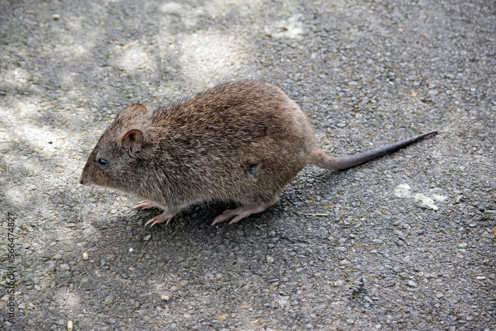 the long nosed potoroo looks like a rat