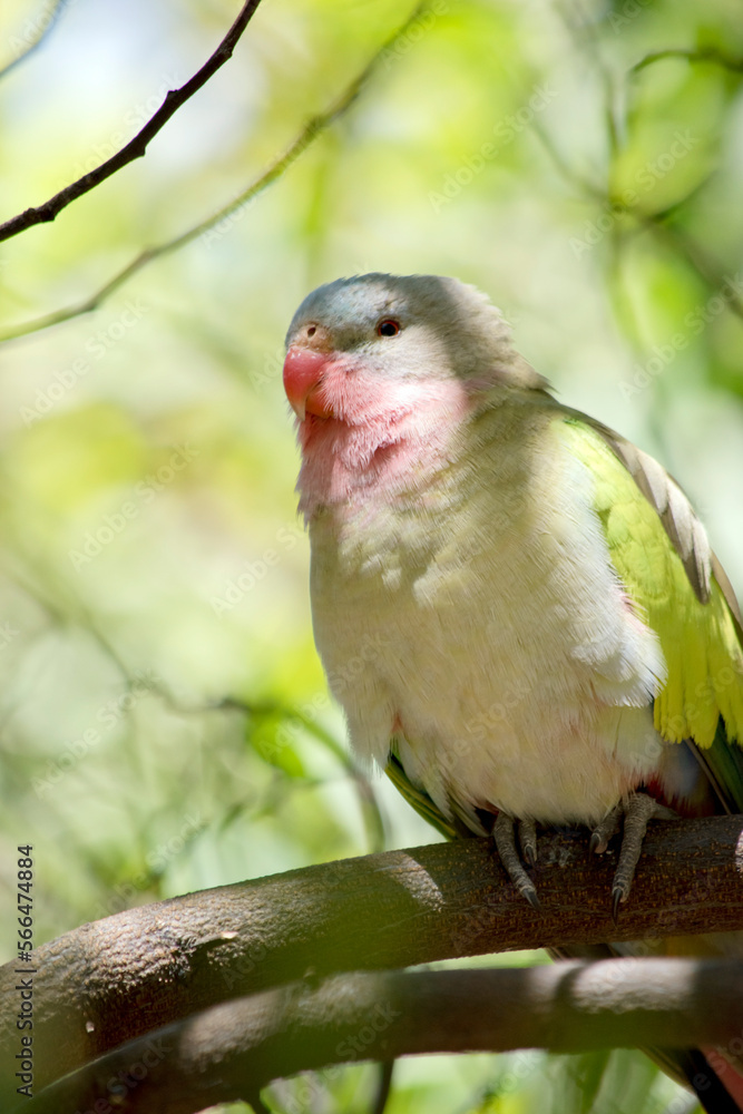 the princess parrot is perched in a tree the princess parrot is perched in a tree