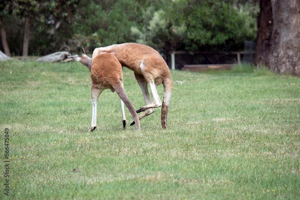 the male red kangaroos body is a shade of red fur his head is grey with a white muzzle, they are the tallest kangaroo the male red kangaroos body is a shade of red fur his head is grey with a white muzzle, they are the tallest kangaroo