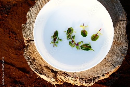 ベジ文字（心）