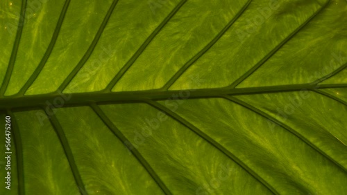 CLOSE UP: Amazing structure and vein pattern of vibrant green exotic flower leaf. Nicely visible midrib and veins of beautiful and big healthy leaf of alocasia odora growing in home indoor jungle. photo