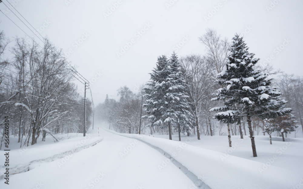 Snow covered country road and pine tree winter travel landscape Japan