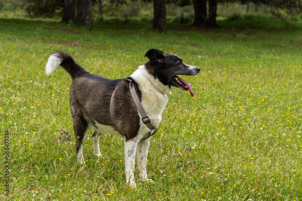 black and white border collie playing in a meadow with flowers