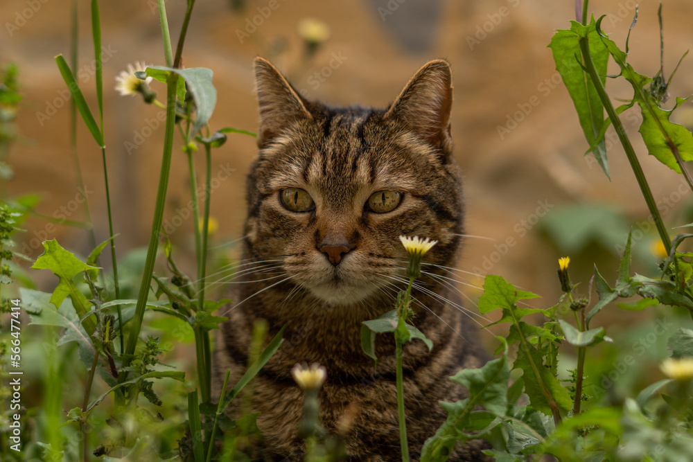 close-up of brown and black common cat looking at the camera walking among flowers