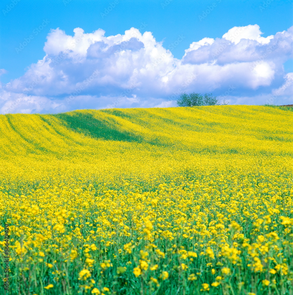 Fototapeta premium 菜の花と雲(美瑛町）