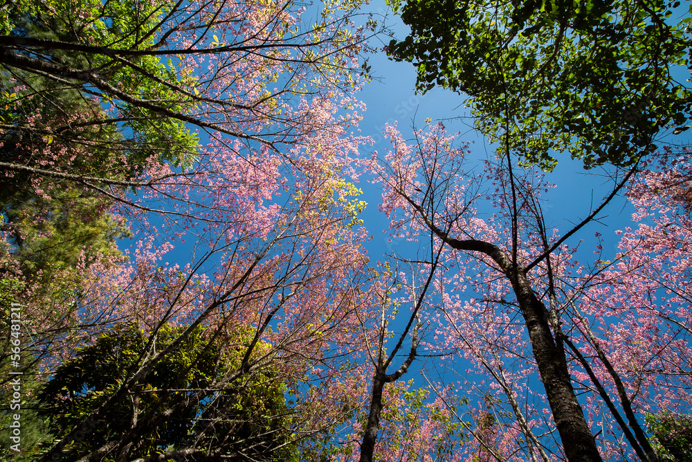 Cherry blossoms in full bloom with beautiful pink petals