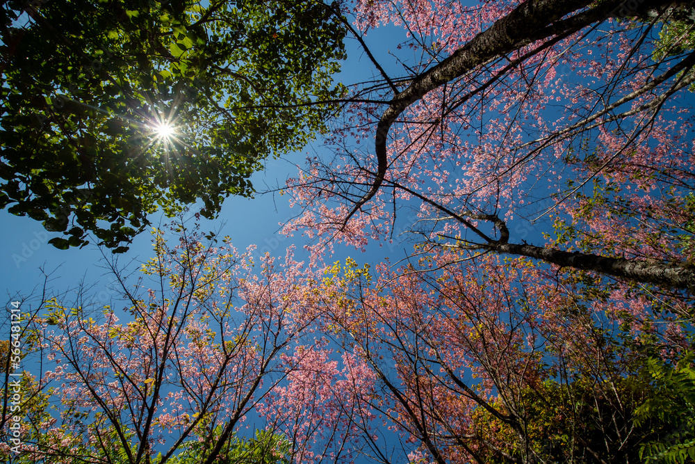 Cherry blossoms in full bloom with beautiful pink petals and sun light Cherry blossoms in full bloom with beautiful pink petals and sun light