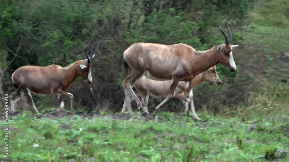 Bontebok Blesbok adults and young walking in grassland, 2023
Lake Eland Game Reserve, 2023, South africa, 2023
Bontebok Blesbok adults and young walking in grassland, 2023
Lake Eland Game Reserve, 2023, South africa, 2023