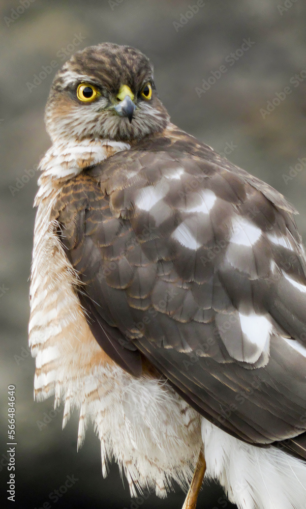 Obraz premium sparrowhawk