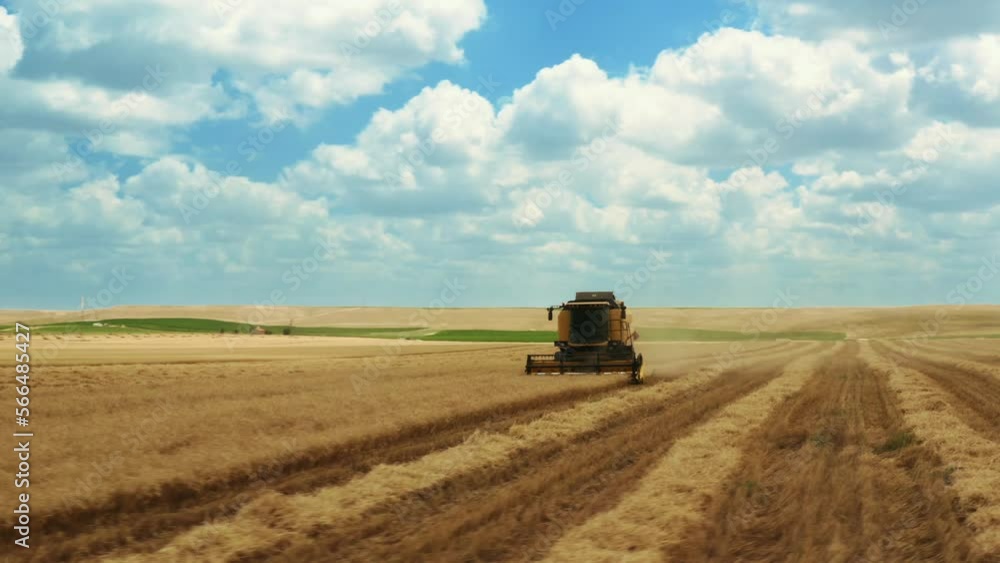 Aerial View of Harvester Mower Mechanism Cuts Wheat Spikelets. Agricultural Harvesting Works. The Harvester Moves in Field and Mows Ripe Wheat. 4K . 1 Aerial View of Harvester Mower Mechanism Cuts Wheat Spikelets. Agricultural Harvesting Works. The Harvester Moves in Field and Mows Ripe Wheat. 4K . 1