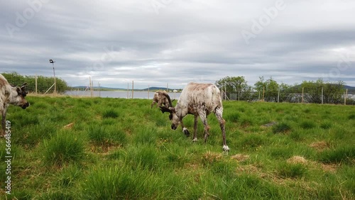 Lapland reindeer walks in grassy pasture, calls to other caribou to join stroll photo