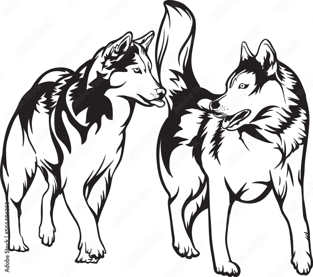 A pair of husky dogs on walk, husky dog vector