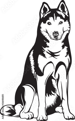black and white siberian husky puppy vector.