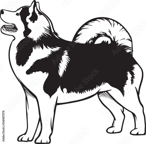 black and white siberian husky puppy vector.