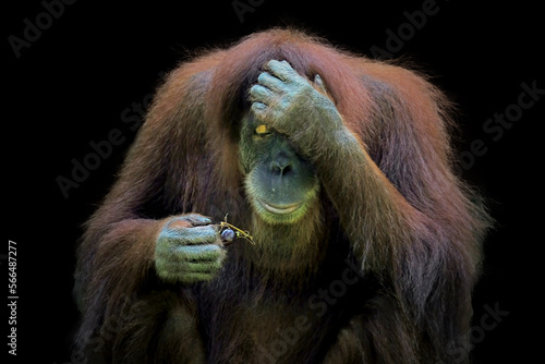 Obraz na płótnie bornean orangutan