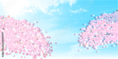桜　空　風景　背景