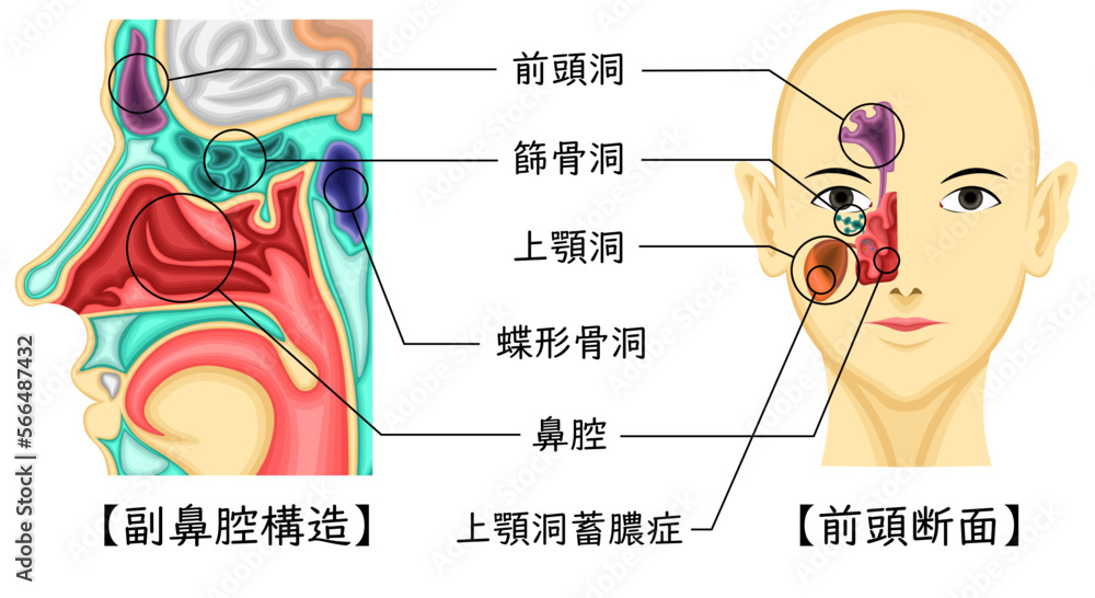 Obraz premium 副鼻腔 構造 イラスト