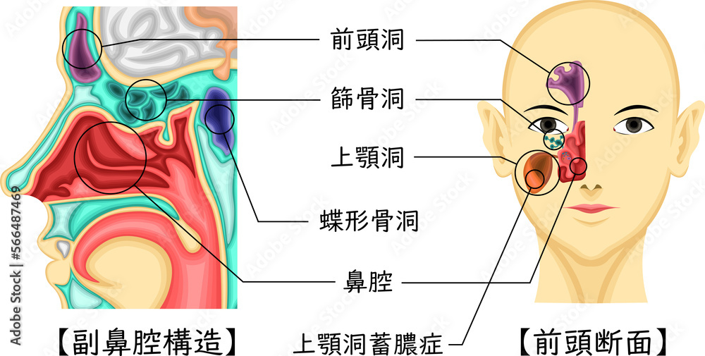 Fototapeta premium 副鼻腔 構造 イラスト