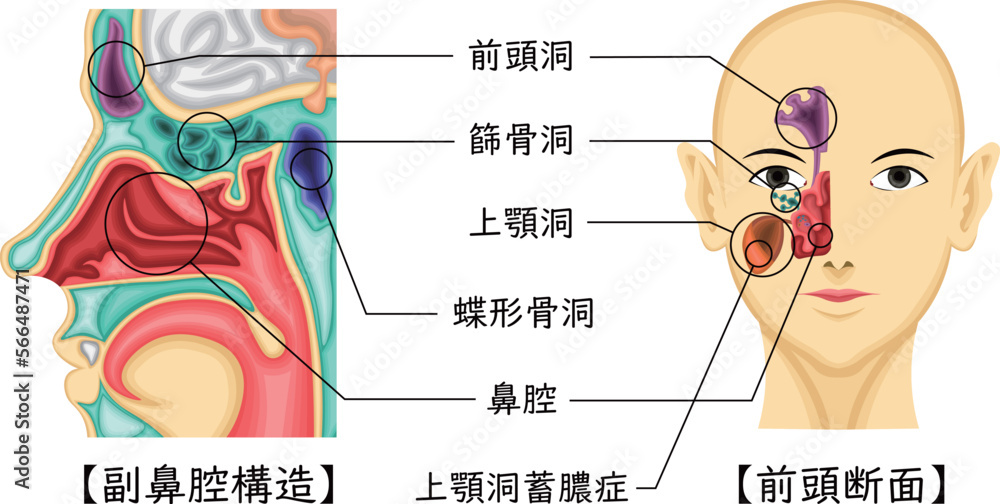 Fototapeta premium 副鼻腔 構造 イラスト