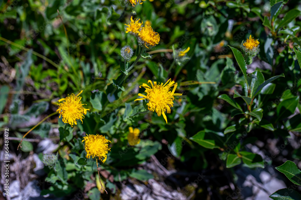 Hieracium villosum flower growing in mountains Hieracium villosum flower growing in mountains