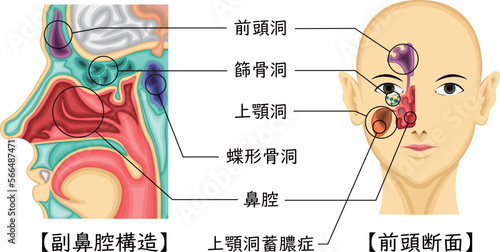 副鼻腔　構造　イラスト photo