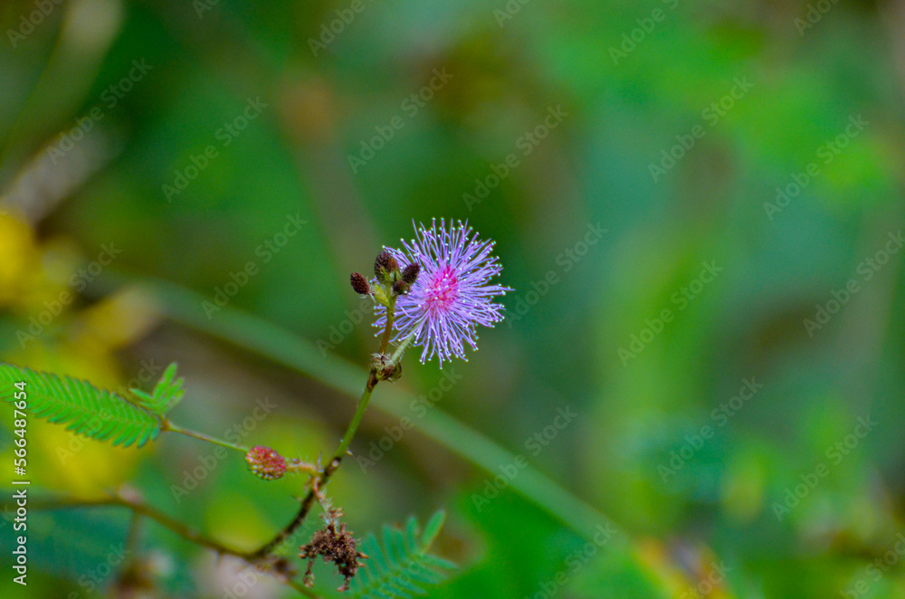 Fototapeta premium Wild flowers