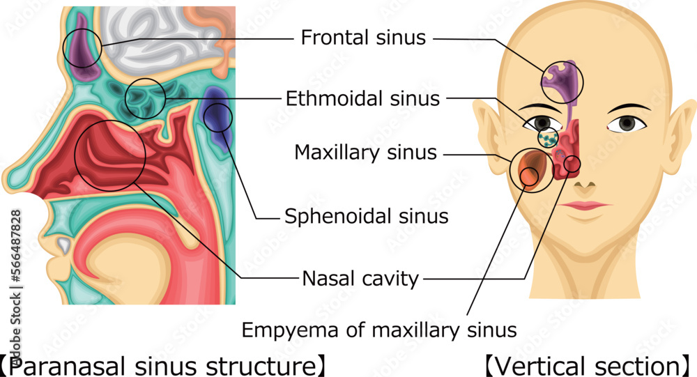 Obraz premium 副鼻腔 構造 イラスト