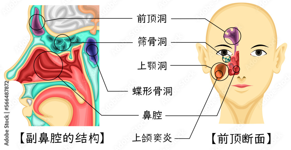 Obraz premium 副鼻腔 構造 イラスト