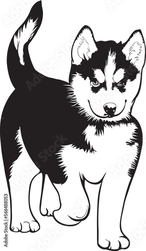 black and white siberian husky puppy vector.