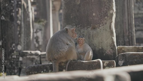Family of Monkeys at Bayon Temple at Angkor Wat in Siem Reap Cambodia