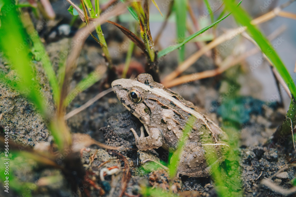 Fototapeta premium A photo of Fejervarya limnocharis or Asian grass frog or rice field frog