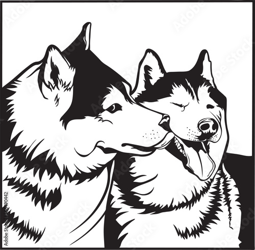 a pair of husky dogs on a walk, husky dog ​​vector.